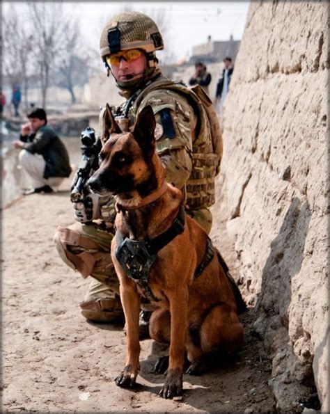 Soldier Dogs: A Behind-the-Scenes Look at their Training